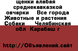щенки алабая ( среднекавказкой овчарки) - Все города Животные и растения » Собаки   . Челябинская обл.,Карабаш г.